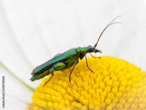 Obraz na płótnie Thick legged Flower Beetle - male