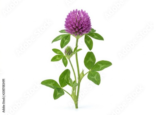A single blooming purple red clover flower with fresh green leaves on a stem isolated on white background