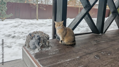 A Scottish breed cat is sitting on the floor of the terrace of a wooden living house. Nearby there is wooden railings, a lawn covered with deep snow, trees, a fence and buildings Cloudy winter weather
