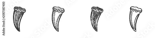 Φωτογραφία Sketch monochrome wolf fang icon design set