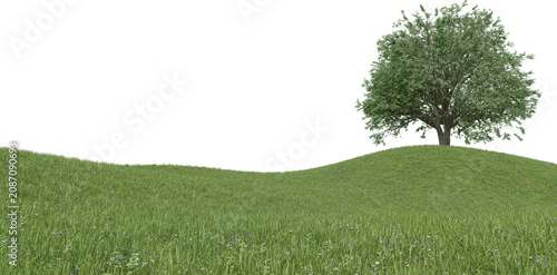 Obraz na płótnie Single green tree on grassy hillside against white sky with landscape isolated b
