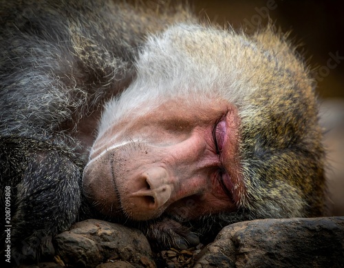 Sleeping baboon.