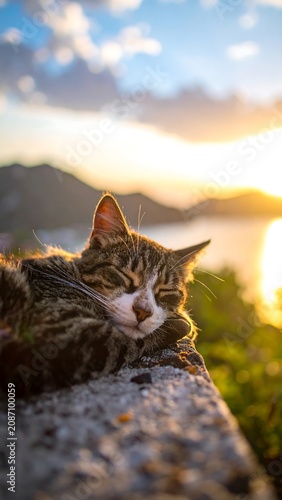 Sleepy Cat at Sunset.