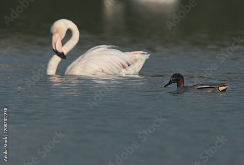 Quadro em tela Eurasian Teal swimming at Tubli bay and bokeh of greater flamingos at the backdr