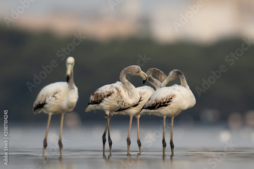 Bild auf Leinwand Juvenile Greater Flamingos in the early morning hours at Eker creek, Bahrain