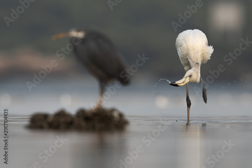 Foto Greater Flamingos feeding in the early morning hours at Eker creek with bokeh of