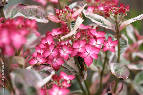 Photography Compact mountain Hydrangea serrata ‘Euphoria Pink’ in flower.