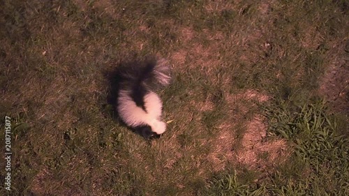 Striped skunk with its distinctive black and white fur walking through a grassy area at night. The wild animal is searching for food
