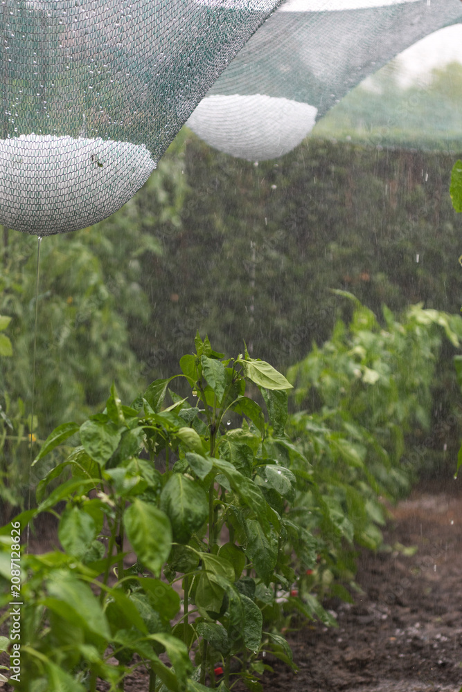 Fototapeta premium Anti-Hail Net Protecting Pepper Plants During a Hailstorm with Heavy Rain