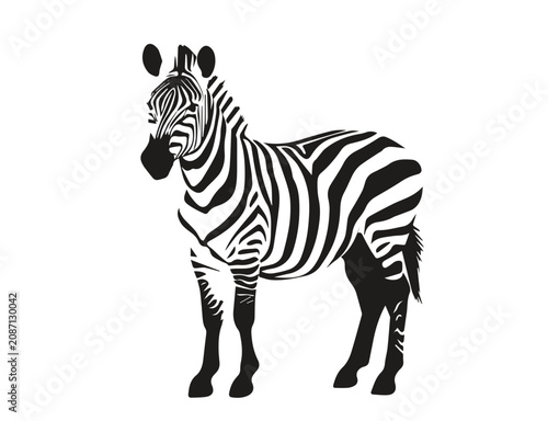 Adult African Zebra Standing Side View Vector Graphic with Realistic Wild Pattern for Safari Wildlife Education
