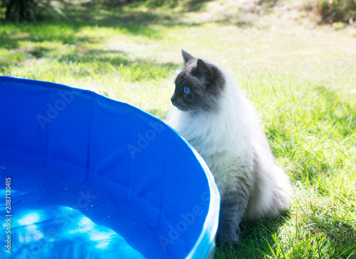 Obraz na plátně siberian cat in swimming pool