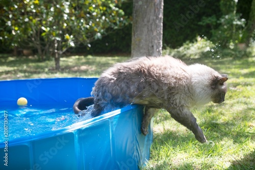 Fotografi siberian cat in swimming pool