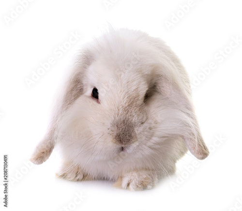 aries rabbit in studio