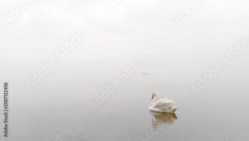white swan on the water