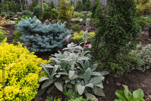 Vibrant garden landscape. Lush, colorful foliage of barberry, stachys, and euonymus combined with conifers.