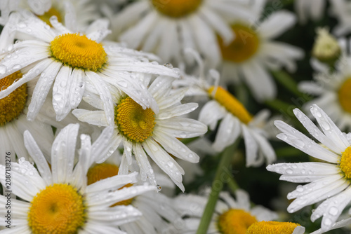Raindrops on daisies in a garden, selective focus. Floral summer background.