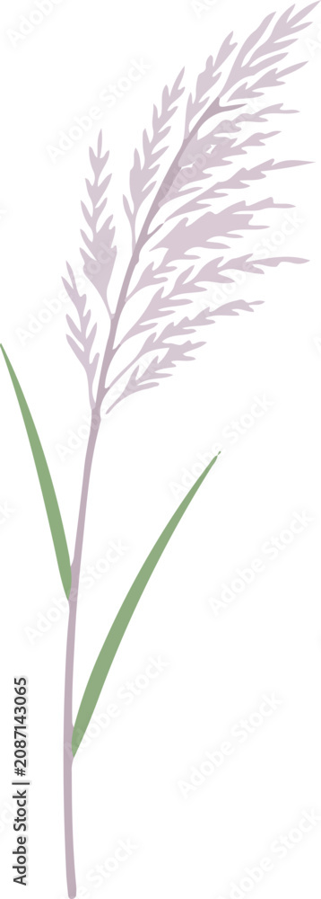 Obraz premium Single purple grass stem.