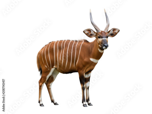 Standing bongo antelope isolated on transparent background