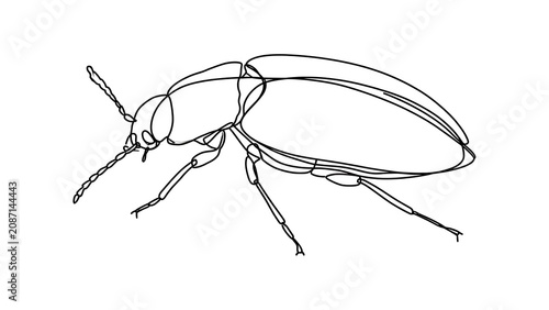 Detailed beetle line drawing on white background.