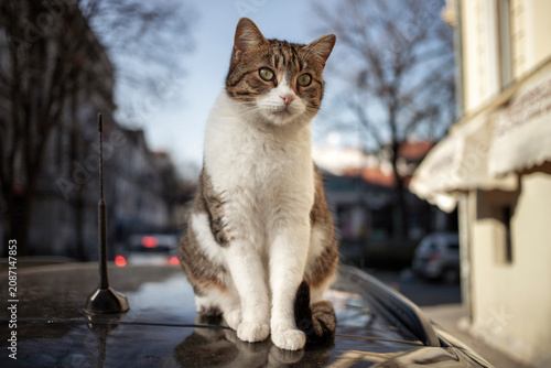 A stray tomcat sitting and sunbathing on a car roof