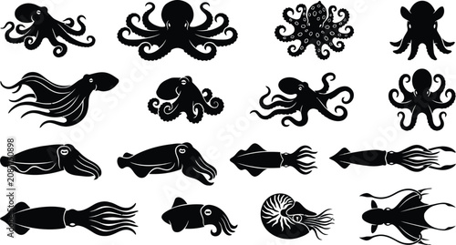 Photos Set of black silhouettes of different cephalopods octopus squid cuttlefish nautilus isolated on transparent