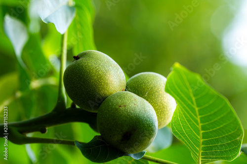 Foto A walnut growing on a tree in a green husk.