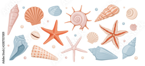 Cuadro en lienzo Sea shells set, mollusks, starfish