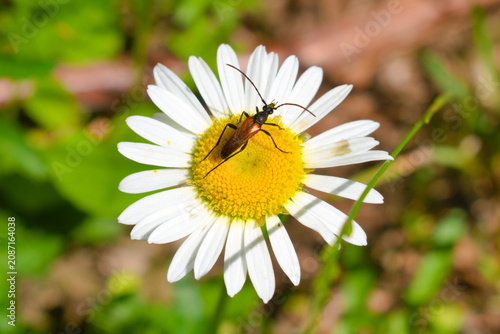 Black-tailed longhorn beetle (Stenurella melanura) on a chamomile flower