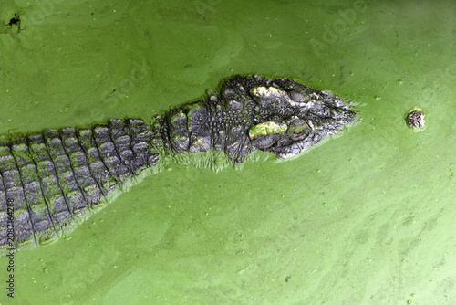crocodile camouflage in swamp covered with green algae waiting for hunt