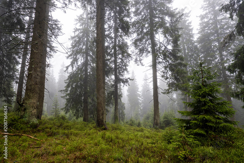Принти на полотні Fichtenwald mit Nebel im Riesengebirge bei Harrachov in Tschechien 7