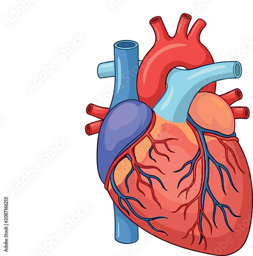 Tableau sur toile Anatomical human heart vector illustration showing aorta vena cava and blood ves