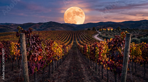 Vineyard beneath harvest moon at sunset with autumn grapevines and rolling hills photography
