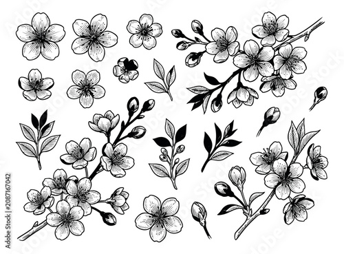 Engraving style set of 20 cherry blossom elements featuring sakura flowers branches buds and leaves for spring botanical design