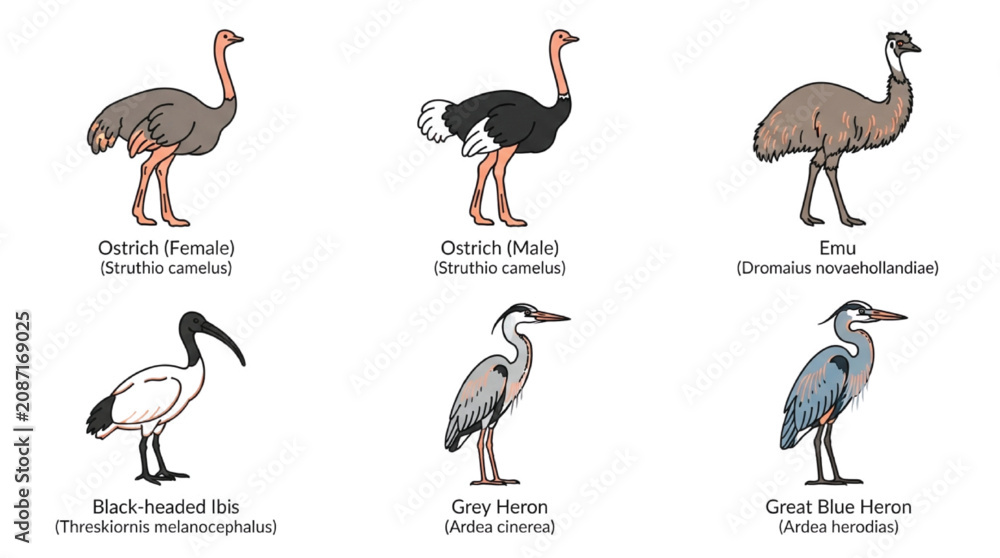 Fototapeta premium Flightless and Wading Bird Icon Set with Ostrich Emu Ibis and Heron Isolated on White Background