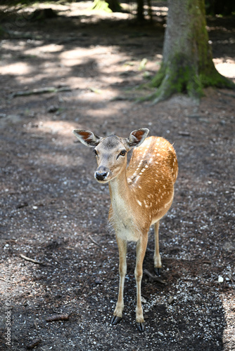 Spotted deer portrait in sun-dappled forest