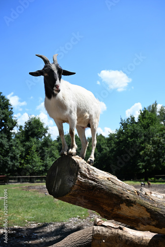 Black-and-white goat standing on a log against blue sky