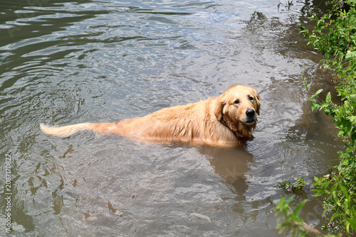 Golden Retriever standing in river water near grassy bank