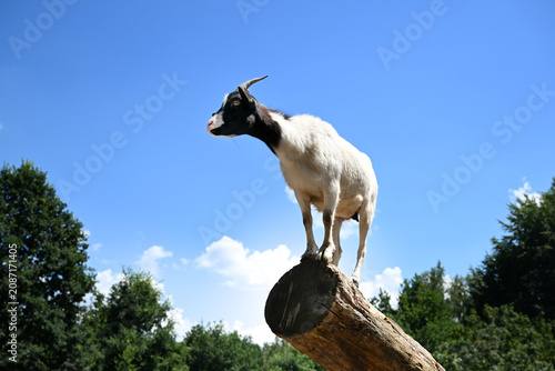 Black-and-white goat standing on a log against blue sky