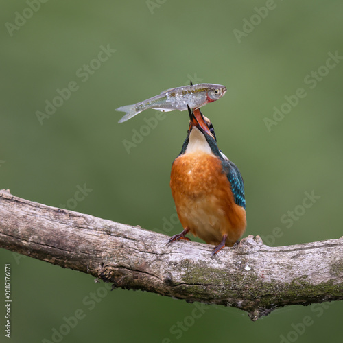 A kingfisher sitting on a branch with a caught fish