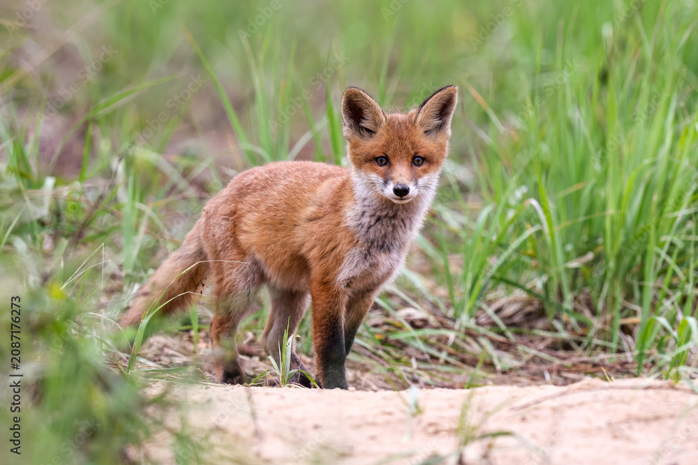 Fototapeta premium A young red fox explores its surroundings after emerging from its den.
