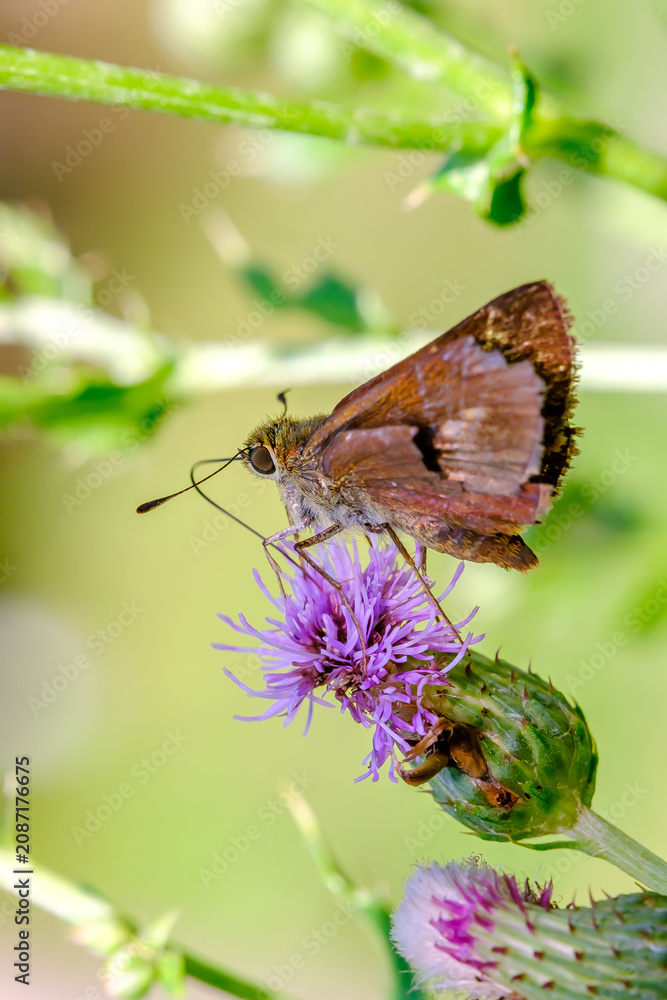 Fototapeta premium Brown Skipper Butterfly on a Flower Macro