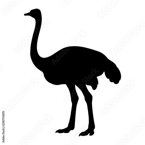 Ostrich silhouette, black bird, large flightless bird, animal icon isolated on White Background
