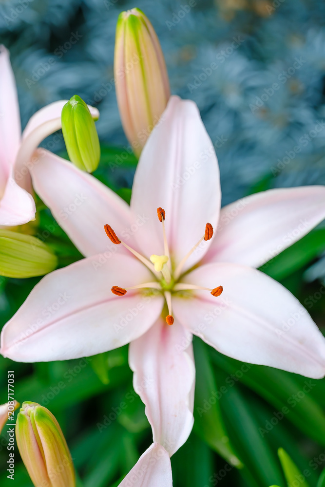 Fototapeta premium Pink Lily Flower Close-Up in Natural Garden Setting