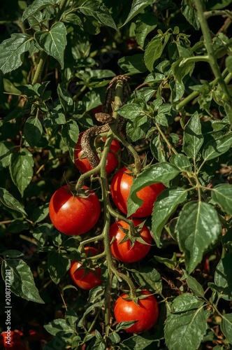 Snake Rests on Tomatoes in a Garden During Sunny Day in Summer