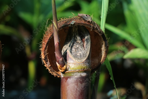 Sugar cane stem with sprouted plant growing on outdoors