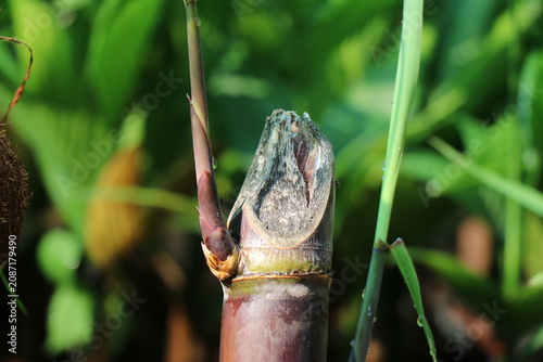 View of fresh green bud growing from a sugar cane plant exposed to sunlight