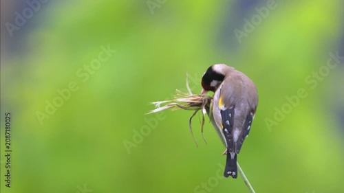 European goldfinch observing and eating the seeds of a Yellow Goat's Beard flower bud in spring in a garden. Carduelis carduelis, Tragopogon dubius, Indre-et-Loire 37, région Centre, France, Europe