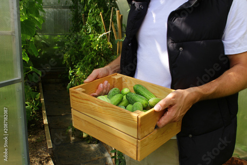 Canvastavla a man harvests cucumbers in a greenhouse in a wooden box.