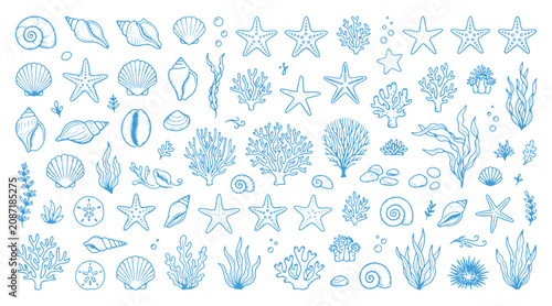 Photography Blue hand drawn doodle set of sea creatures starfish shells and coral reef eleme