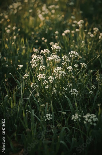 Flowers Bloom in a Green Field During the Evening Light in a Natural Setting
